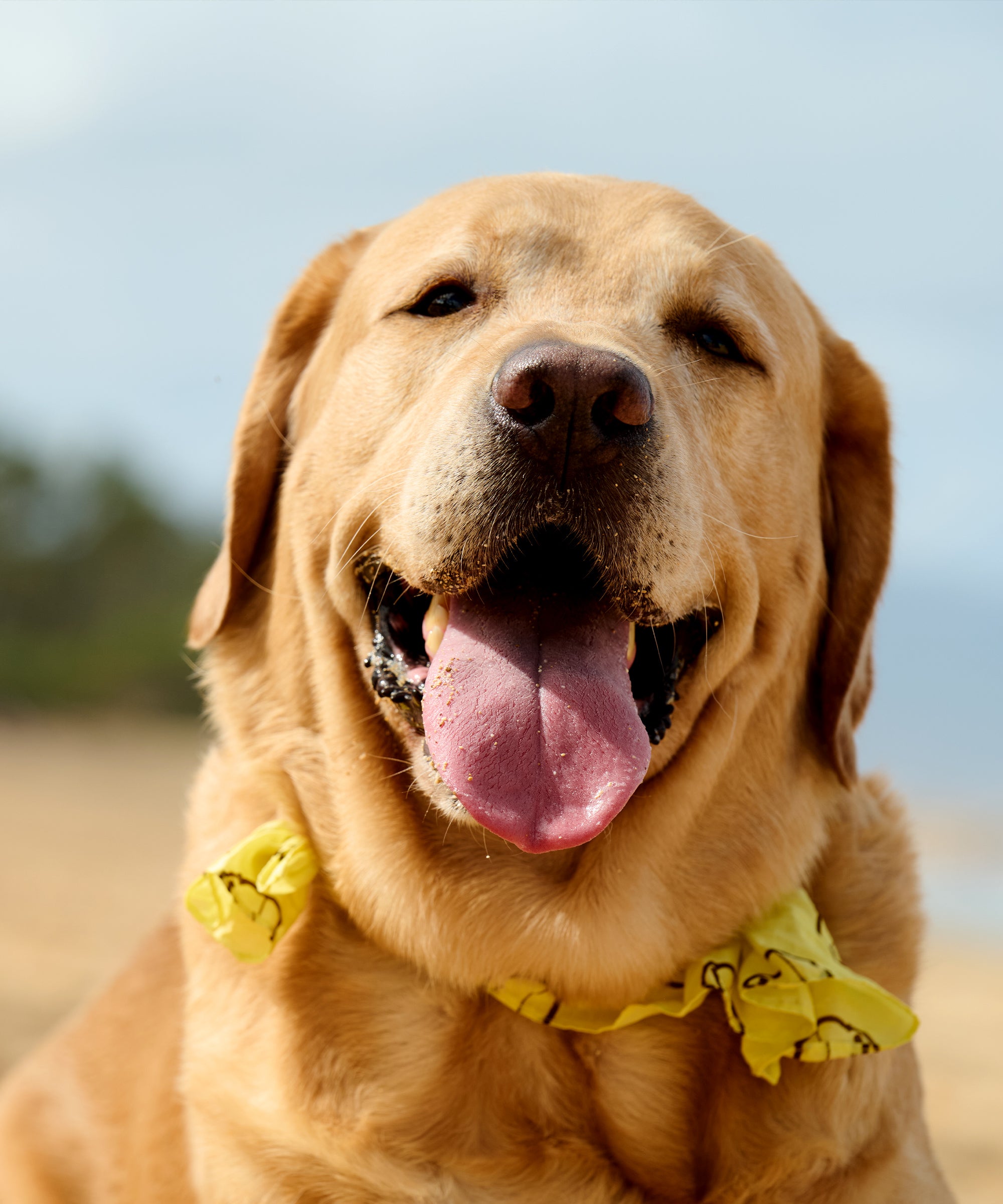Happy dog wearing a yellow Sun Bum bandana enjoys a sunny beach day with tongue out - Sonny Gear Collection - Sun Bum