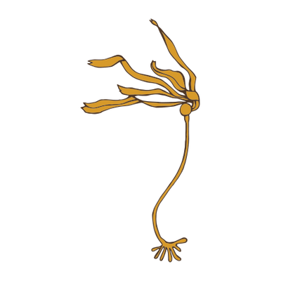 Brown Algae