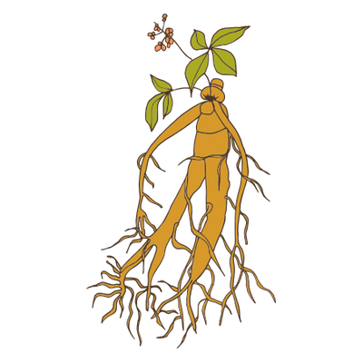 Ginseng