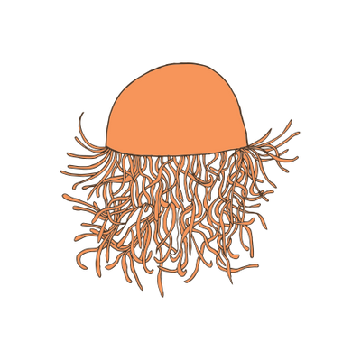 Rambutan